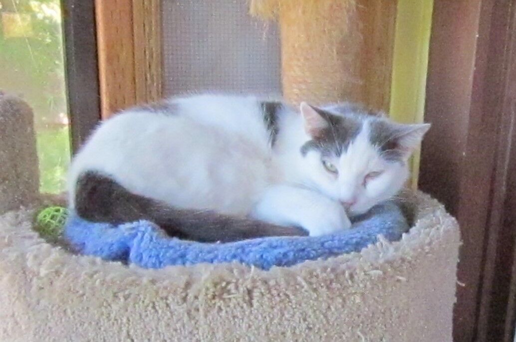 Kohl's Cat House - Sailor Jack